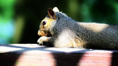 Pensive Eastern Grey Squirrel