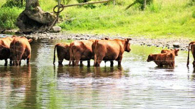 Cows enjoying a cool hoof bath