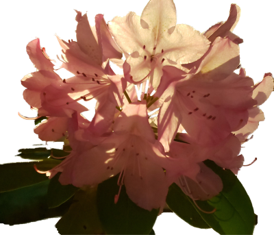 Rhododendron Blossom at its end.