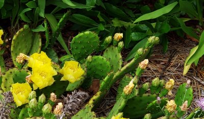 Prickly Pear Cacti in Bloom