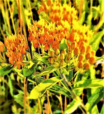 Butterfly Weed - Asclepia tuberosa