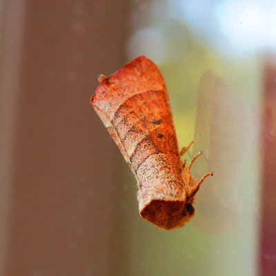 g12/42/1035742/3/170859163.wrUAJABJ.jpg