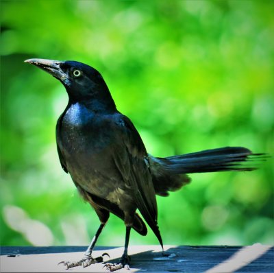 My name is Grackle