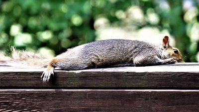 The hotter the weather gets the flatter the squirrels lay down.