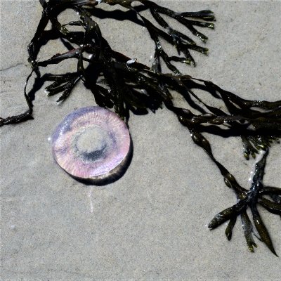 Sea weed and sand dollars