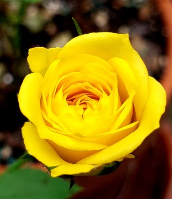 My Yellow Rose of Byram