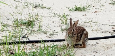 One original beach bunny