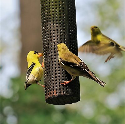 A  moment in the lives of Goldfinches