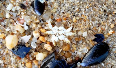 A feast in the surf