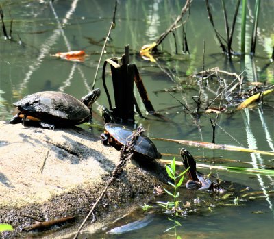 Bog turtles taking a sunbath
