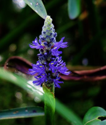 Pickerelweed - Pontederia cordata