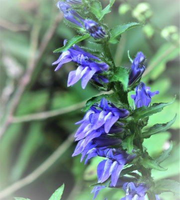 Blue Lobelia or Blue Cardinal Flower