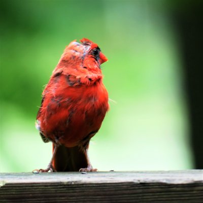 Young cardinal changing his plumage