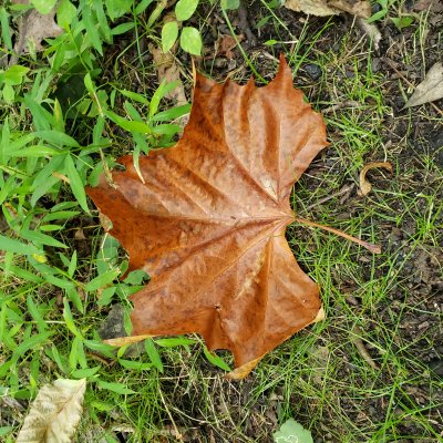 One huge sycamore leaf