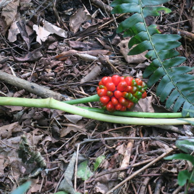 Jack-in-the-Pulpit tomato red corm