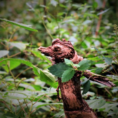Another woodland creature