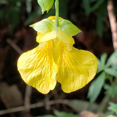 Yellow Jewelweed Blossom