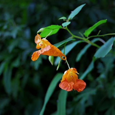 Orange Jewelweed or Spotted Touch-Me-Not