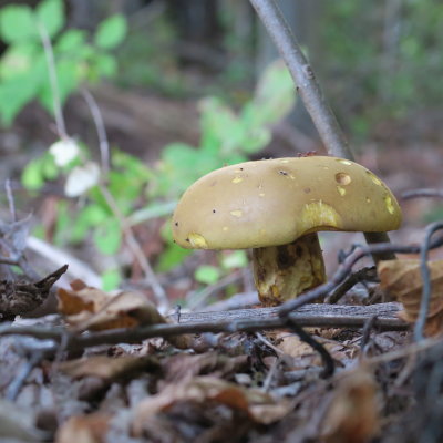 Porcino  Mushroom