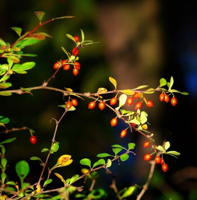Barberry Bushes with Berries