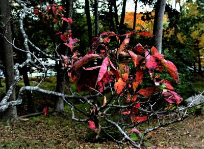 Dogwood branch in fall colors.