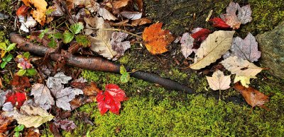 Forest floor in the fall