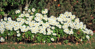 Gorgeous Mass of Daisies