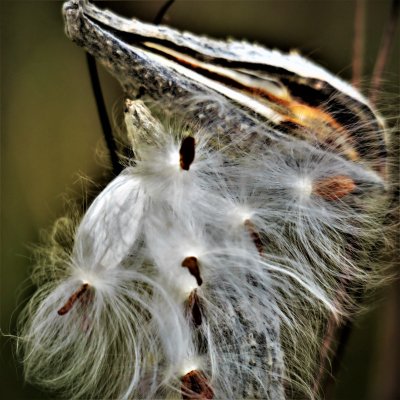 Milkweed seeds are taking to the wind