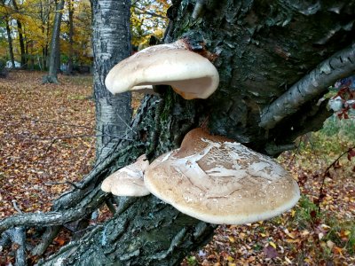 Birch Polypore