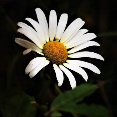 Oxeye Daisy or Marguerite