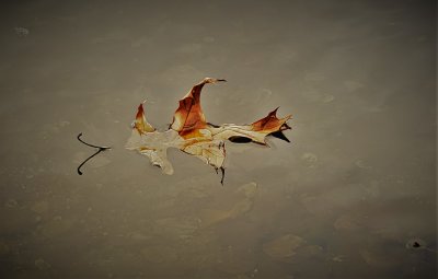 Pin oak leaf floating down the river