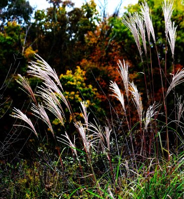 Chinese Silver Grass - Miscanthus sinensis