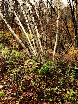 A cluster of white birches