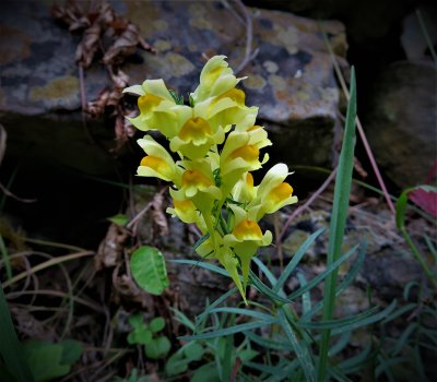 Yellow Toadflax or  Butter and Eggs - linaria vulgaris
