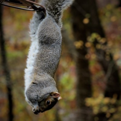 Acrobatic Grey Squirrel
