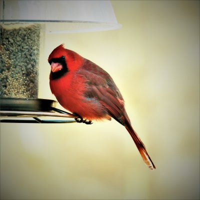 Mr. Cardinal is pleased with our feeder food
