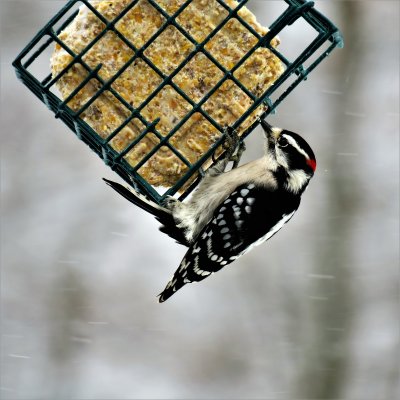 Eastern Downey Woodpecker - male