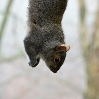 Hanging off the feeder