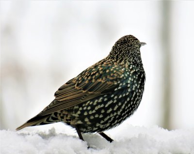 Well-Fed Starling - male 