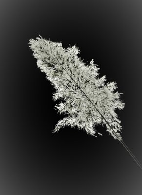 Common Reed - Phragmite Australis