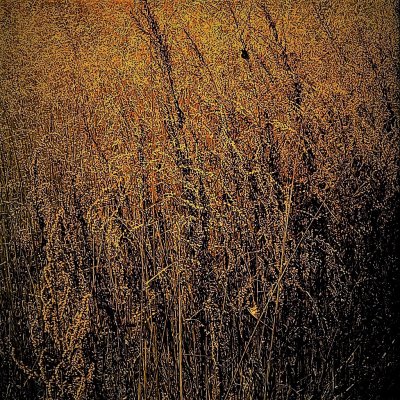 Field of Weeds in Fall