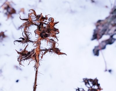 A delicate weed in winter