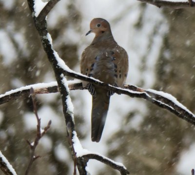 Mourning Dove in Snow storm
