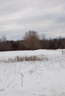 Winter Walk