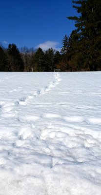 A path not taken today.