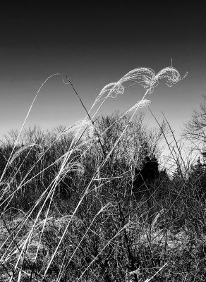 Ordinary Reeds in Winter