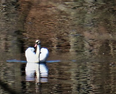 Our new resident mute swan on patrol