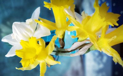 Daffodils of many colors
