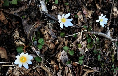 Bloodroot Blossoms Emerging