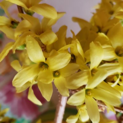 Forsythia Branch Blooming Indoors